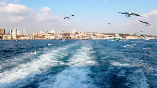 Flock of Seagulls Over Ocean With City Skyline