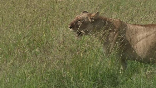 Löwe (Panthera leo) weiblich stehend im hohen Gras, Junges geht an ihr vorbei, Maasai Mara, Kenia.