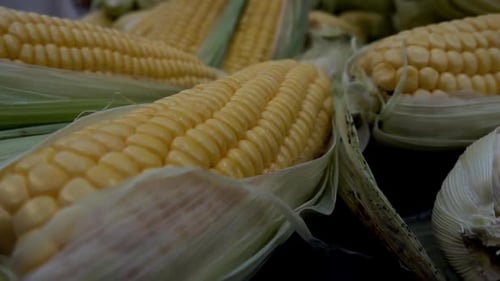 Fresh Corn on the Cob Close Up