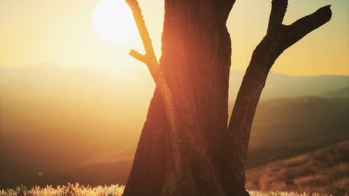 Old Tree Stump Trunk on the Hill at Sunset