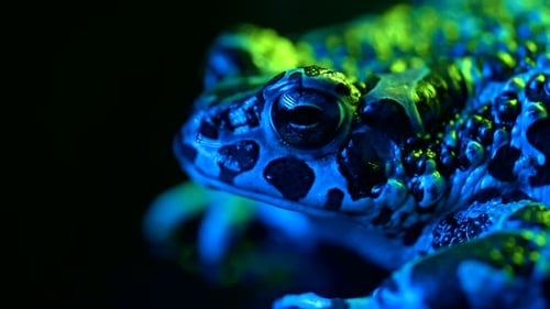 Frog Close Up in Blue and Green Light