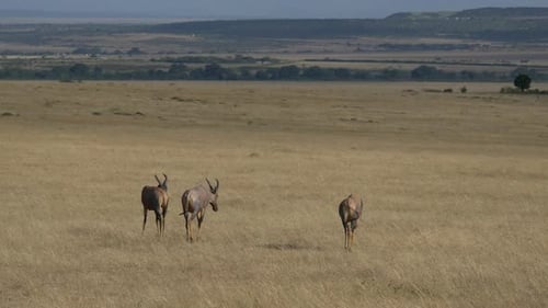 Three Topi antelopes
