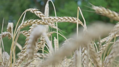 Épillets jaunes de blé sur le terrain à fond d'arbres verts