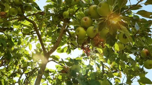 Manzano a la luz del sol