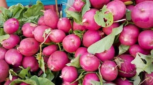 Fresh Radishes on Display at Farmers Market