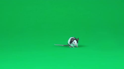 Decorative Cute Rat Against Green Background at Studio