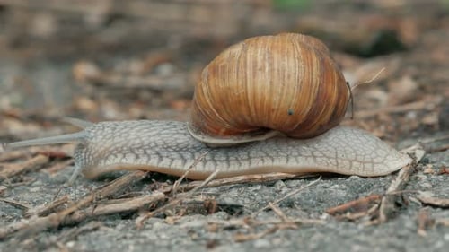 Die Schnecke überquert die Straße