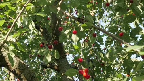 Cherry tree branches and juicy red fruit close-up 4K 2160p 30fps UltraHD footage - Ripe Prunus cera