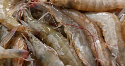 Close Up on Pile of Raw Shrimp