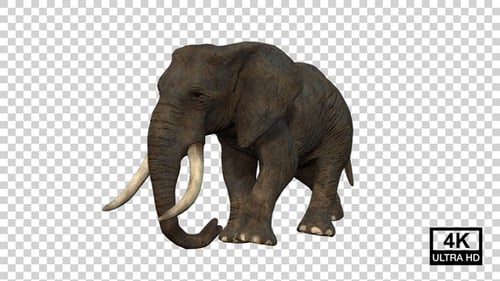 Elephant Walking Angle View