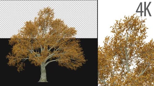 Prunus-Baum
