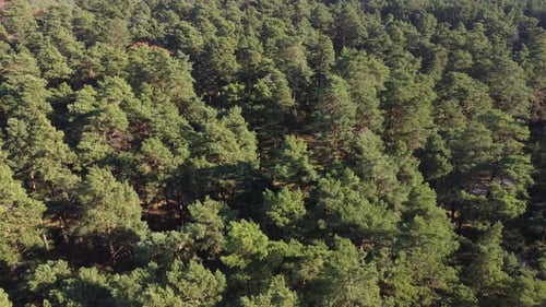 Top down view of green forest, woodland aerial shot. Drone fly over pine trees and green treetops.