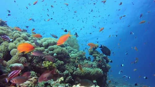 Vibrant Fish Swimming Around a Lush Coral Reef