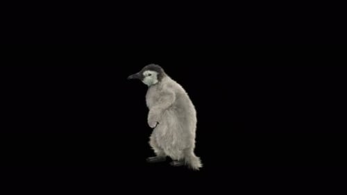 Penguin Dancing 4K