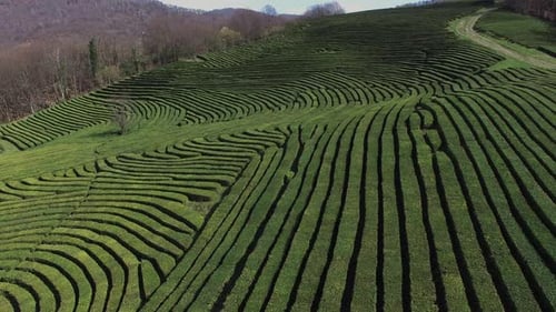 Aerial View of Tea Gardens on a Mountain Near Forest in Early Spring