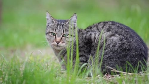 Gray Tabby Cat Sitting in Green Grass
