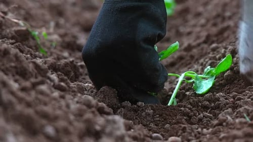 Planting Seedling - 1K
