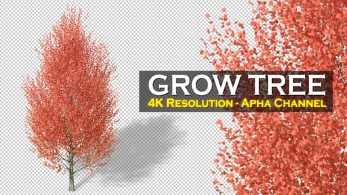 3D Animation of Growing Tree with Seasonal Color Change