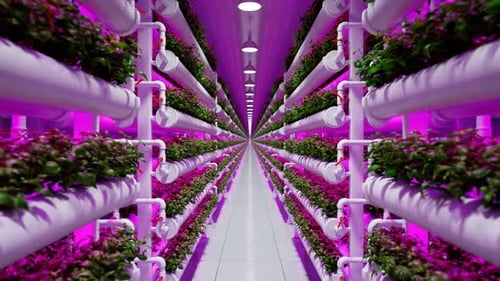 Hydroponic in the greenhouse. Herb plantation with watering system. Purple light