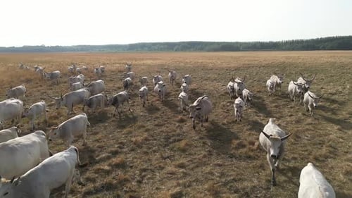 Herd of White Cattle Grazing in Field