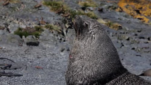 Phoque à fourrure sur l'île de Géorgie du Sud