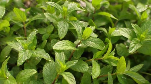 Des gouttes d'eau tombant sur la menthe