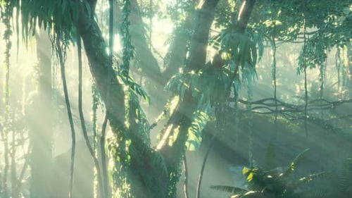 Tiefer tropischer Regenwald im Nebel