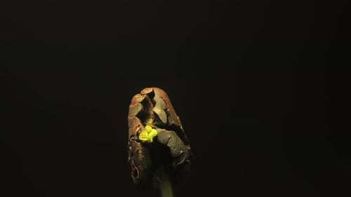 Dramatic Close Up of Seed Sprouting