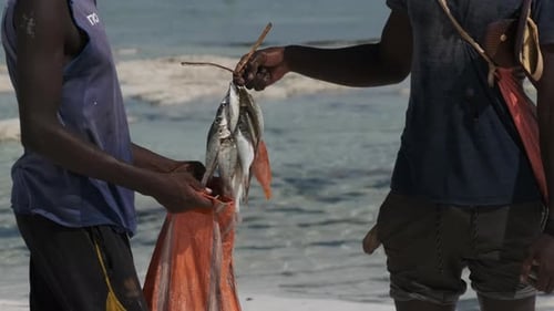 Men with Catch Transfer Fish to Bag on Beach