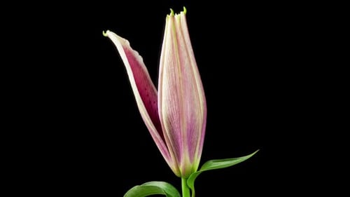 Stunning Time-Lapse of a Pink and White Lily Bloom