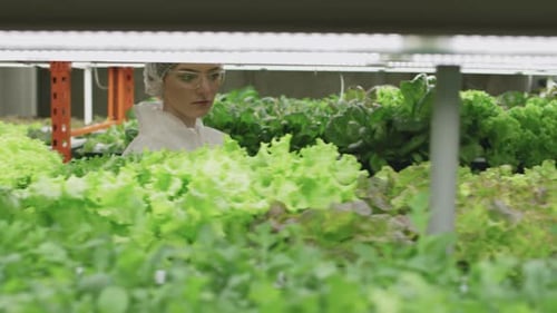 Agronomic Engineer Walking Along Vertical Farm