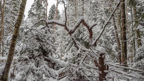 Gebogene Bäume, die an einem Wintertag bei bewölktem Wetter mit Schnee bedeckt sind