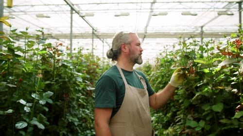 Man Tending Roses in Bright Greenhouse