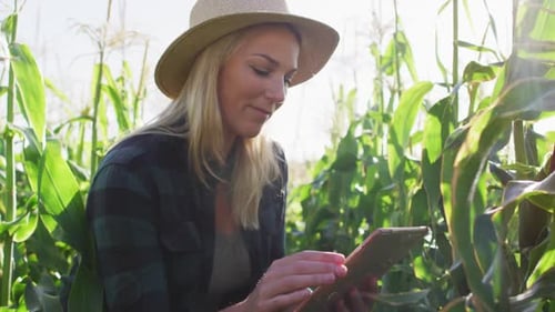Woman Using Tablet in Cornfield on Sunny Day