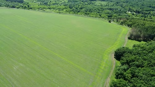 drone flight above green agriculture fields. aerial view of farmland and old forest.