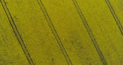 Aerial View of Rapeseed Blooming on Agricultural Field