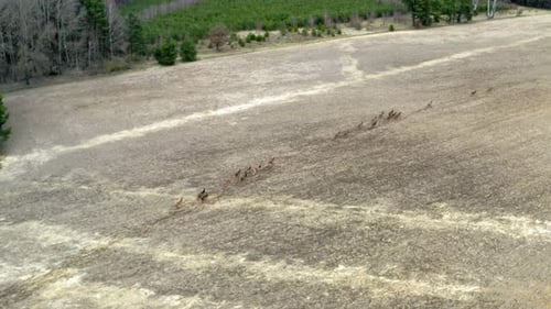 Herd of Deers runing on field, aerial view. Flight over wild animals. Wildlife from above