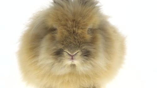 Small Red Rabbit Isolated on White Background. Close Up