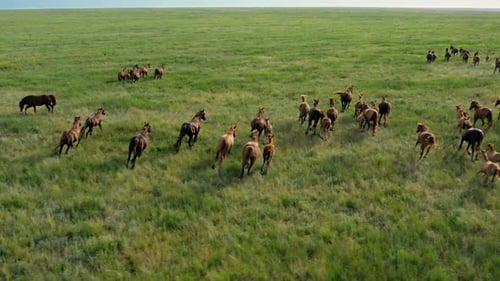 Wild Horses Running Wild Mustangs Run on the Beautiful Green Grass Dust From Under the Hooves