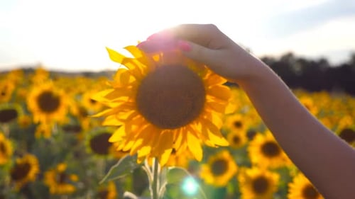 Arm of Girl Caress Yellow Flower at the Meadow at Sunny Day