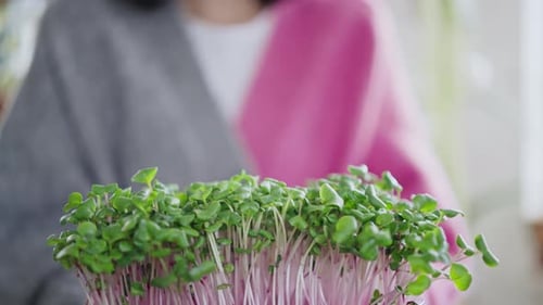 Une personne tient des micropousses dans un pot