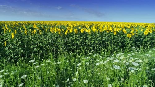 Sunflowers
