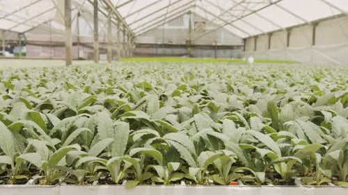 Plants Growing in Greenhouse on Farm