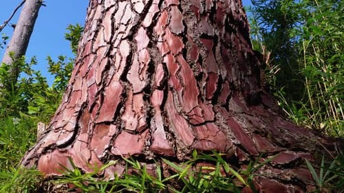 Pine Tree Trunk in the Forest Against the Sky. Seaside Pine Bark. Pinus Pinaster. Pinaceae.