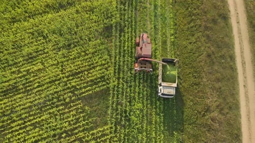 Top View of Forage Harvester and Dump Truck