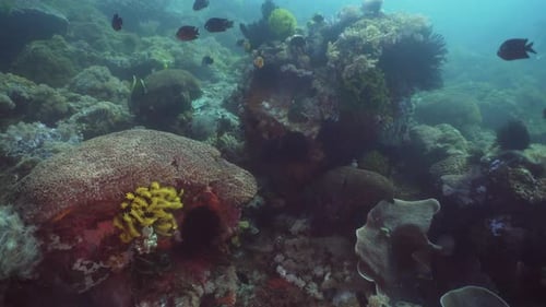 Coral Reef Tropical Fish