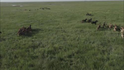 Chevaux sauvages qui courent des Mustangs sauvages sur la belle herbe verte