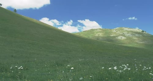 Feldwellen mit blühenden Blumen im Sommer