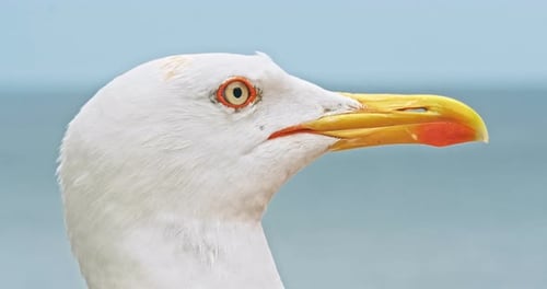 Seagulls Walking By the Beach Against Natural Blue Water Background.