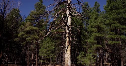 Forest 04